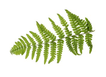 Beautiful tropical fern leaf isolated on white