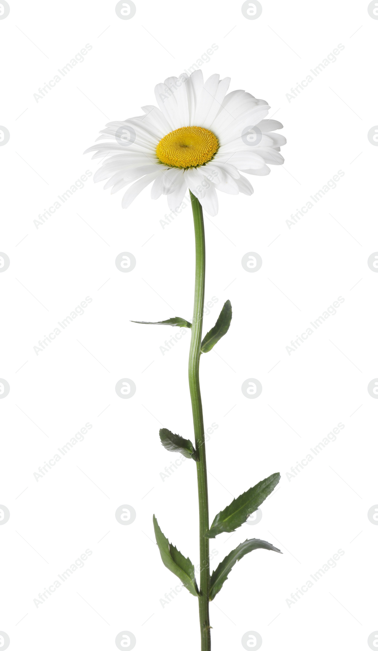 Photo of Beautiful fragrant chamomile flower isolated on white