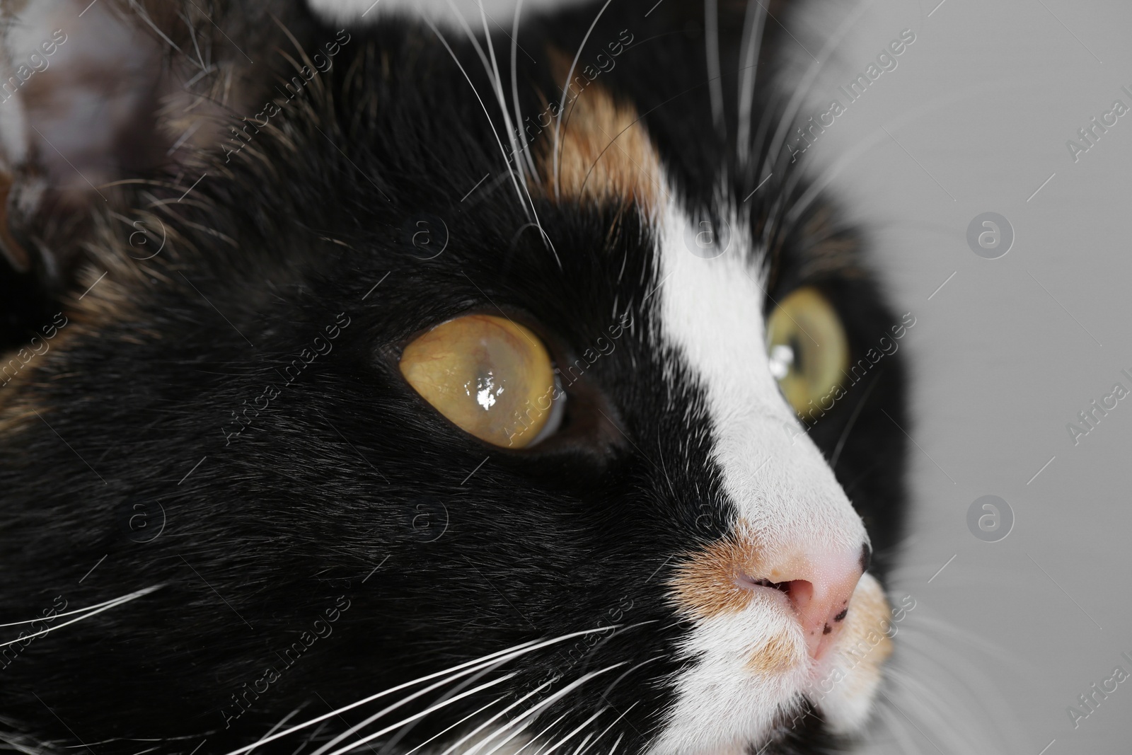 Photo of Cute cat with corneal opacity in eye on light grey background, closeup