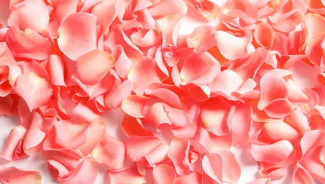 Photo of Beautiful rose petals as background