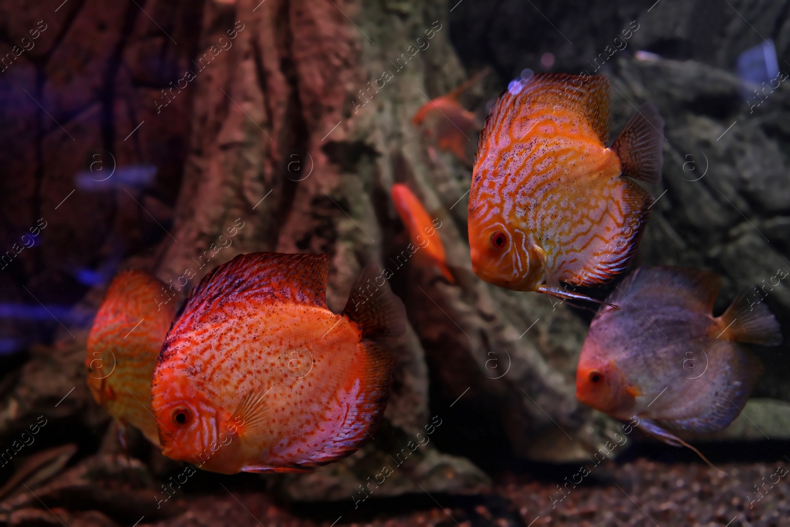 Photo of Beautiful discus fish in clear aquarium water