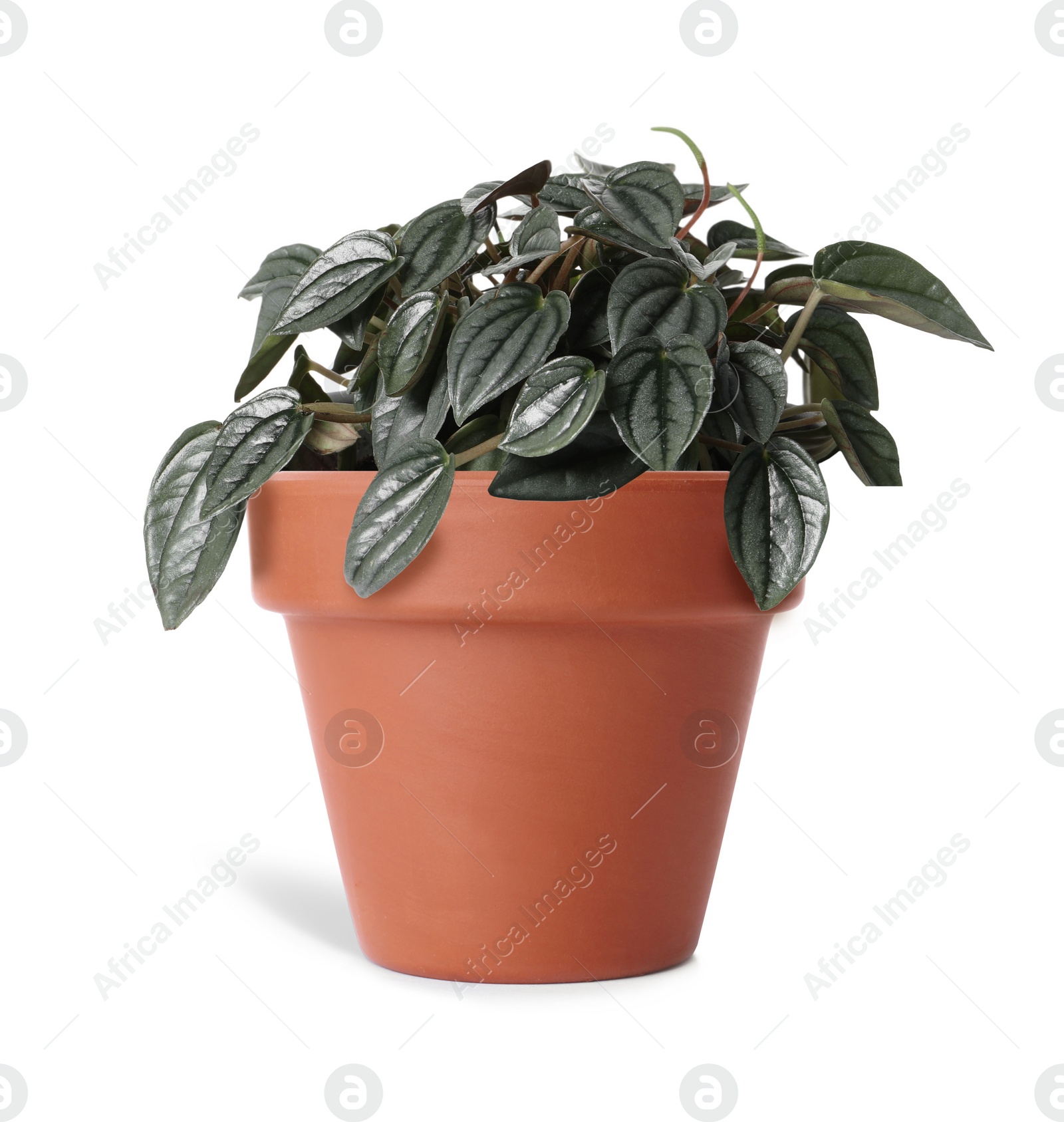 Image of Peperomia plant in terracotta pot isolated on white. House decor