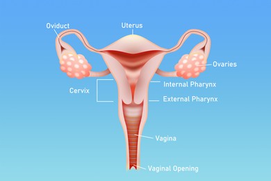 Image of Illustration of female reproductive system on light blue background