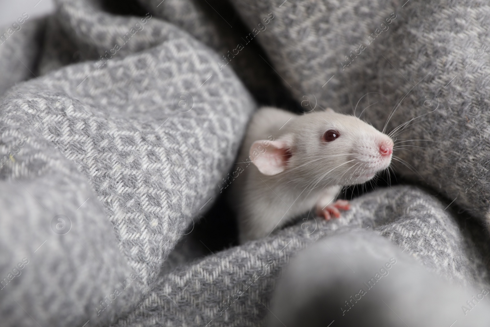 Photo of Cute small rat on soft grey blanket