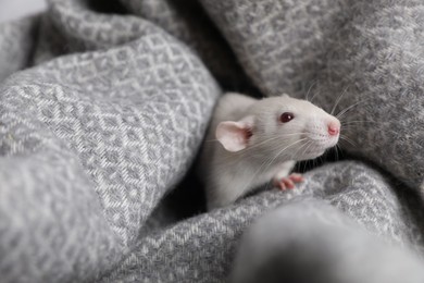 Cute small rat on soft grey blanket