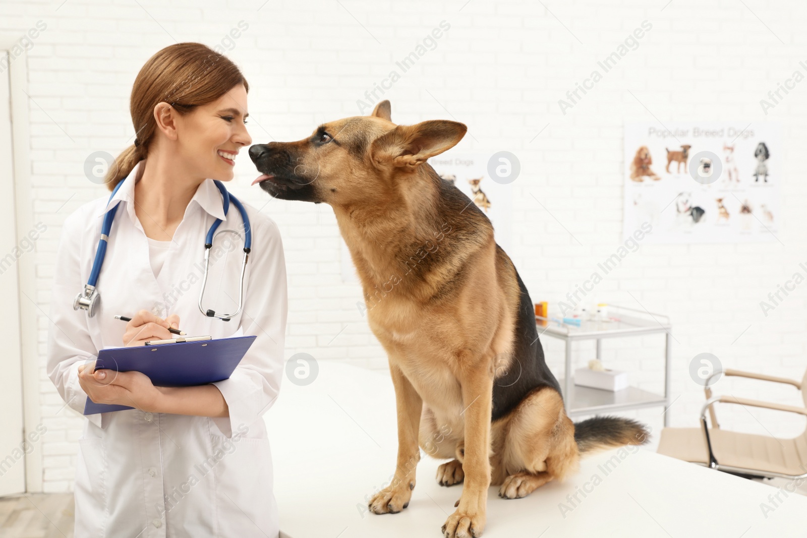 Photo of Professional veterinarian examining German Shepherd dog in clinic