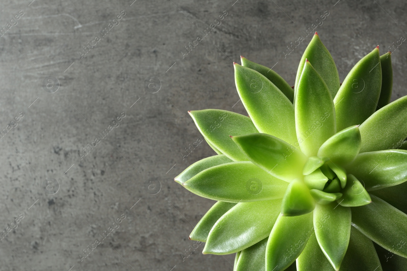 Photo of Beautiful echeveria on grey background, top view with space for text. Succulent plant