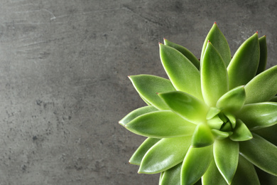 Photo of Beautiful echeveria on grey background, top view with space for text. Succulent plant