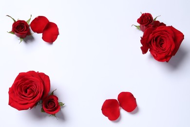 Photo of Beautiful red roses and petals on white background, flat lay. Space for text