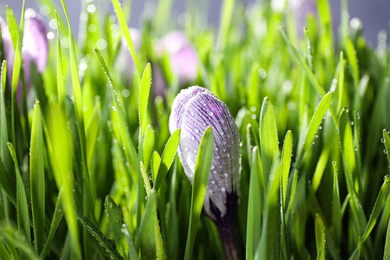 Photo of Fresh green grass and crocus flowers with dew, closeup. Spring season