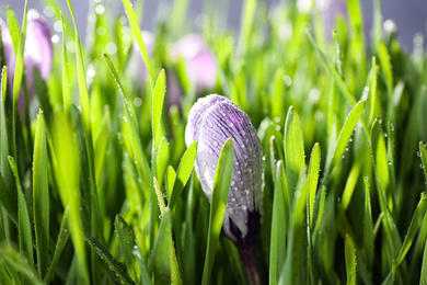 Fresh green grass and crocus flowers with dew, closeup. Spring season