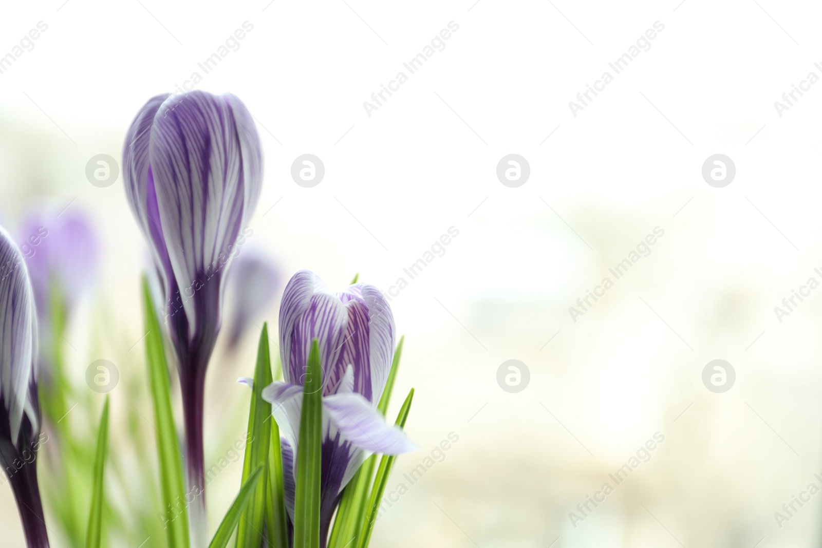 Photo of Beautiful spring crocus flowers on blurred background, space for text