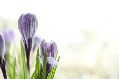 Beautiful spring crocus flowers on blurred background, space for text