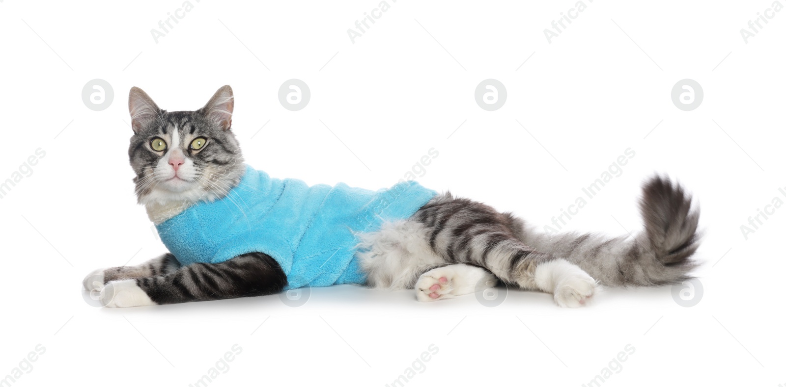 Photo of Cute cat wearing stylish pet clothes on white background