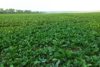 Beautiful view of beet plants growing in field