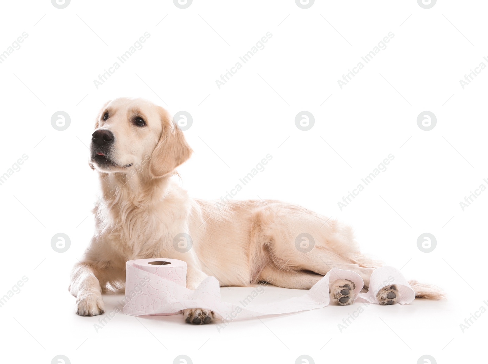 Photo of Cute dog playing with roll of toilet paper on white background