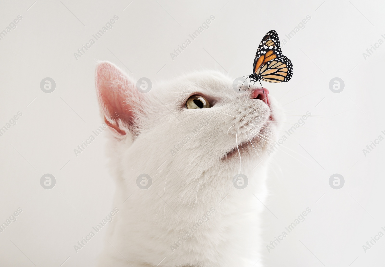 Image of Cute tabby cat and butterfly on white background