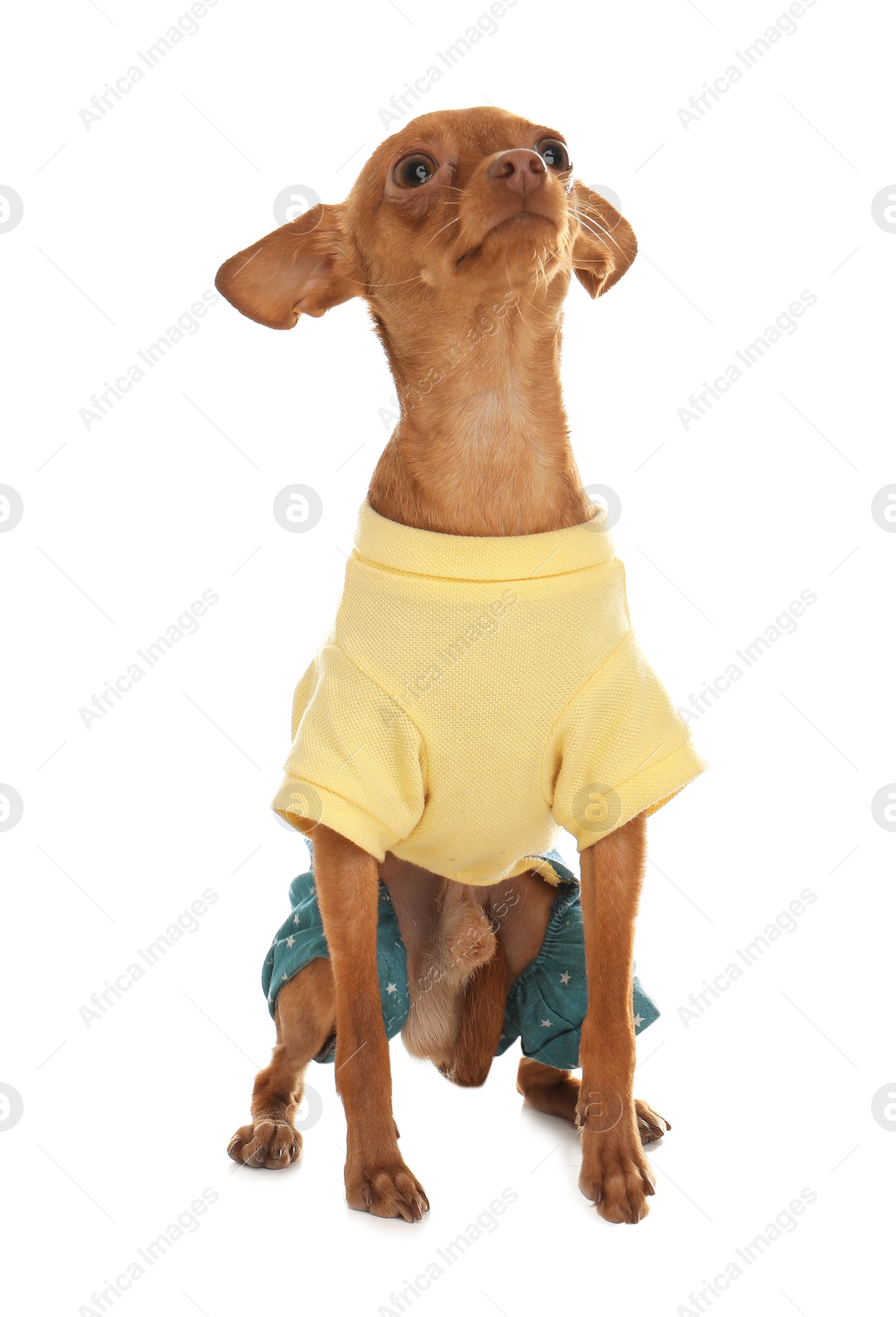 Photo of Cute toy terrier in funny clothes isolated on white. Domestic dog