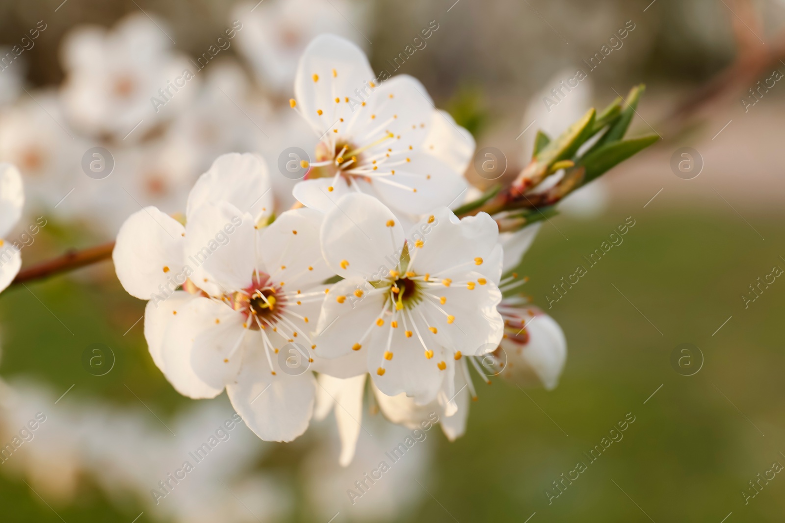 Photo of Branch of beautiful blossoming plum tree outdoors, closeup. Spring season