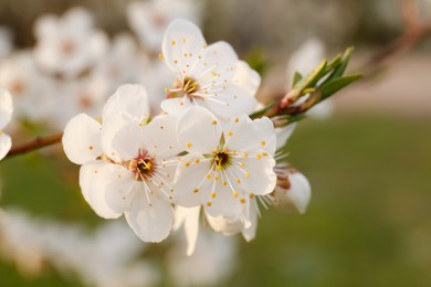 Photo of Branch of beautiful blossoming plum tree outdoors, closeup. Spring season