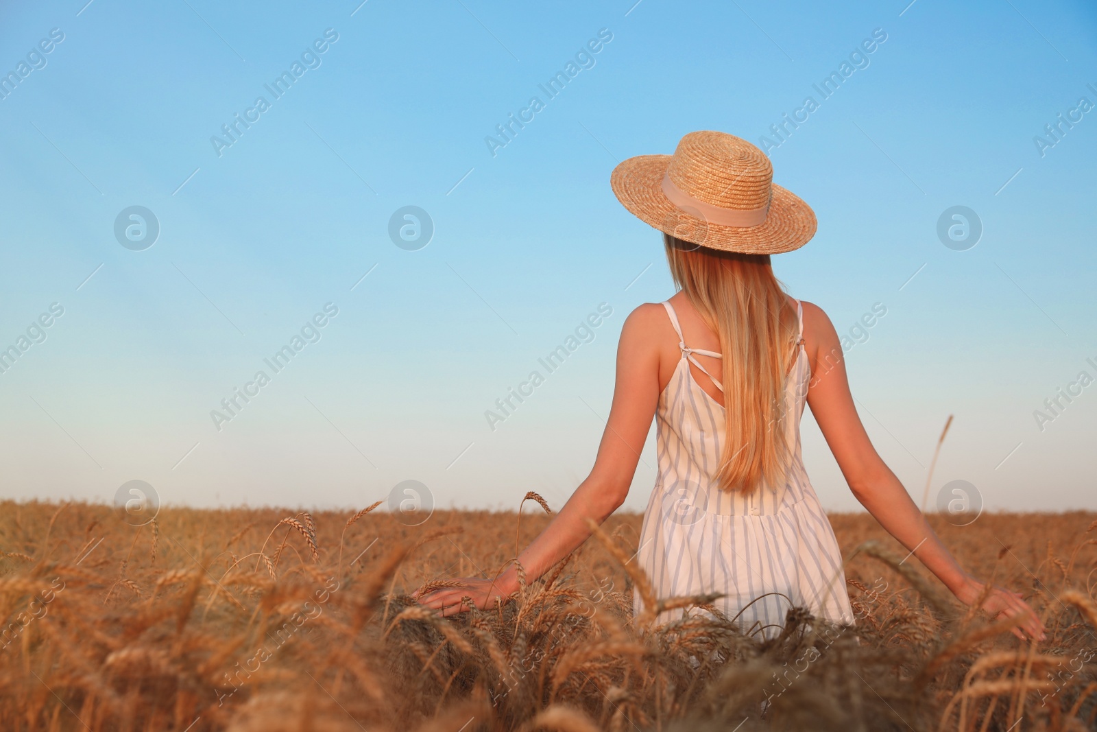 Photo of Woman in ripe wheat spikelets field, back view. Space for text