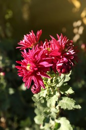 Photo of Beautiful pink chrysanthemum flowers growing on blurred background, closeup