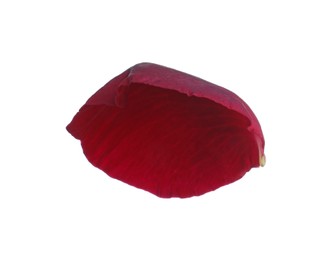 Photo of Red rose flower petal on white background