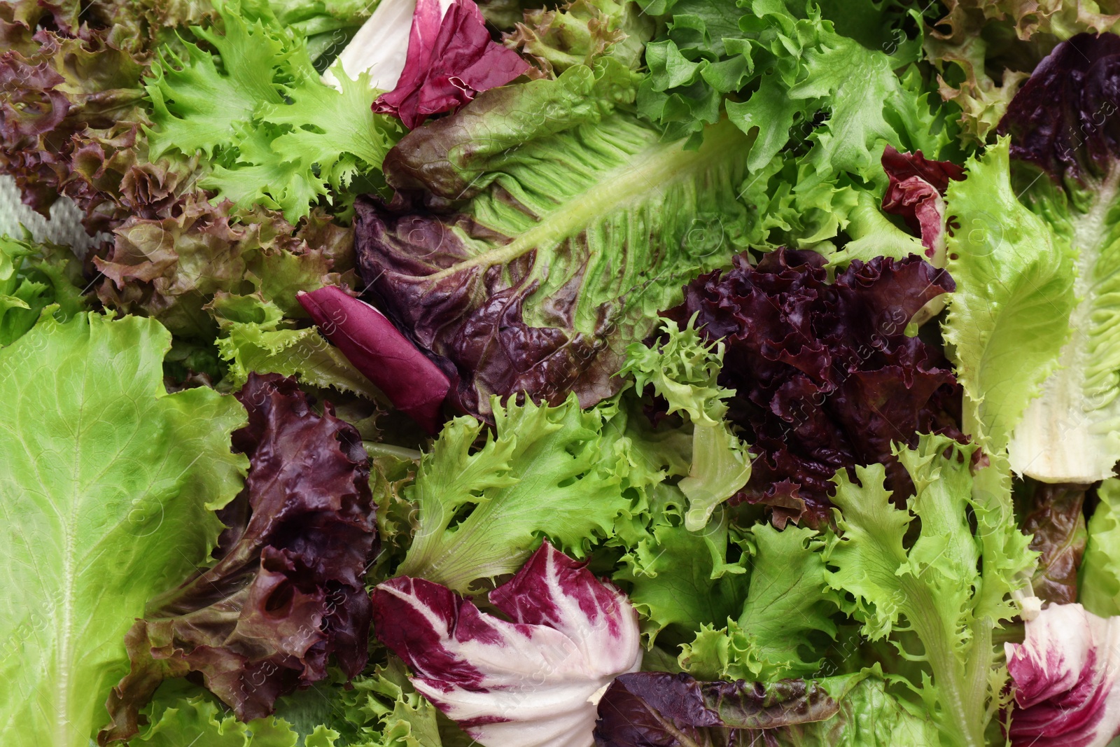 Photo of Different sorts of lettuce as background, closeup