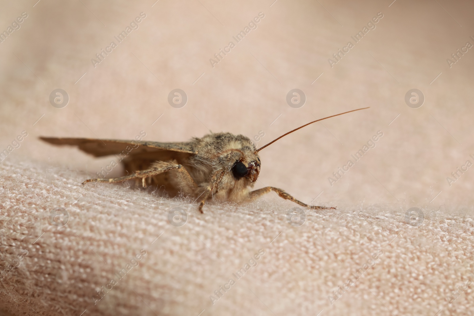 Photo of Paradrina clavipalpis moth with pale mottled wings on color sweater, closeup