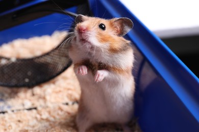 Photo of Cute little hamster in tray, closeup view