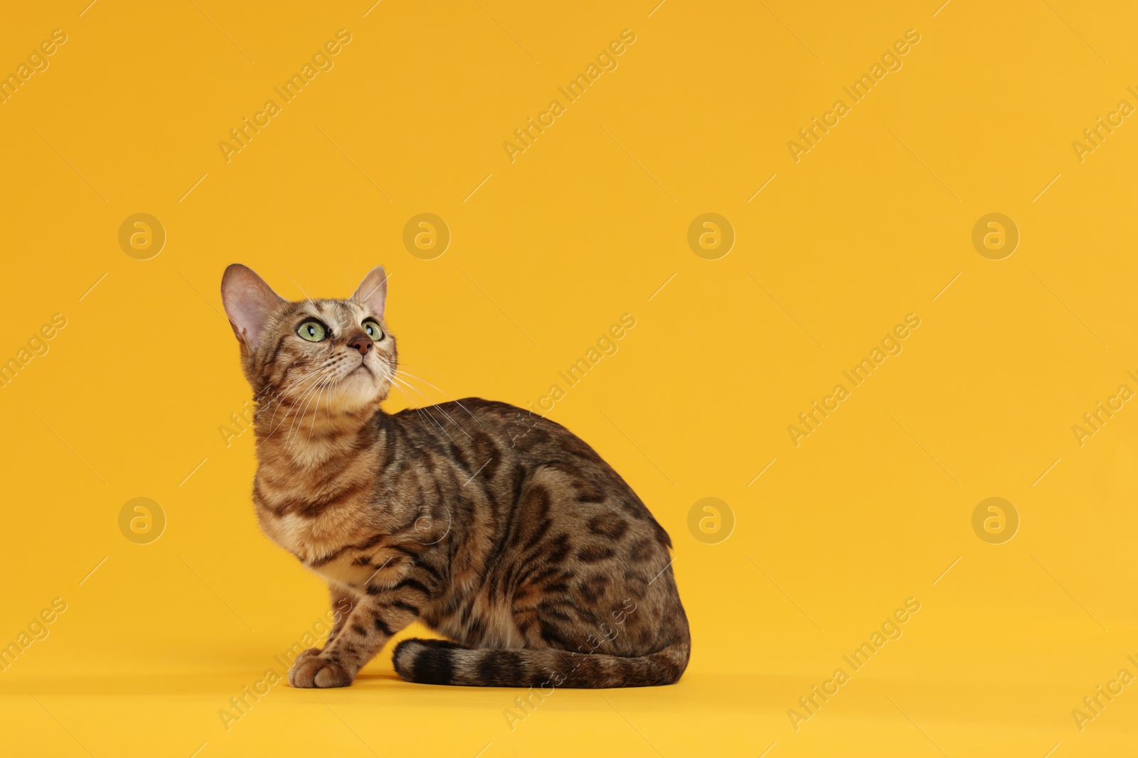 Photo of Cute Bengal cat on orange background, space for text. Adorable pet