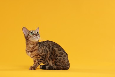 Cute Bengal cat on orange background, space for text. Adorable pet