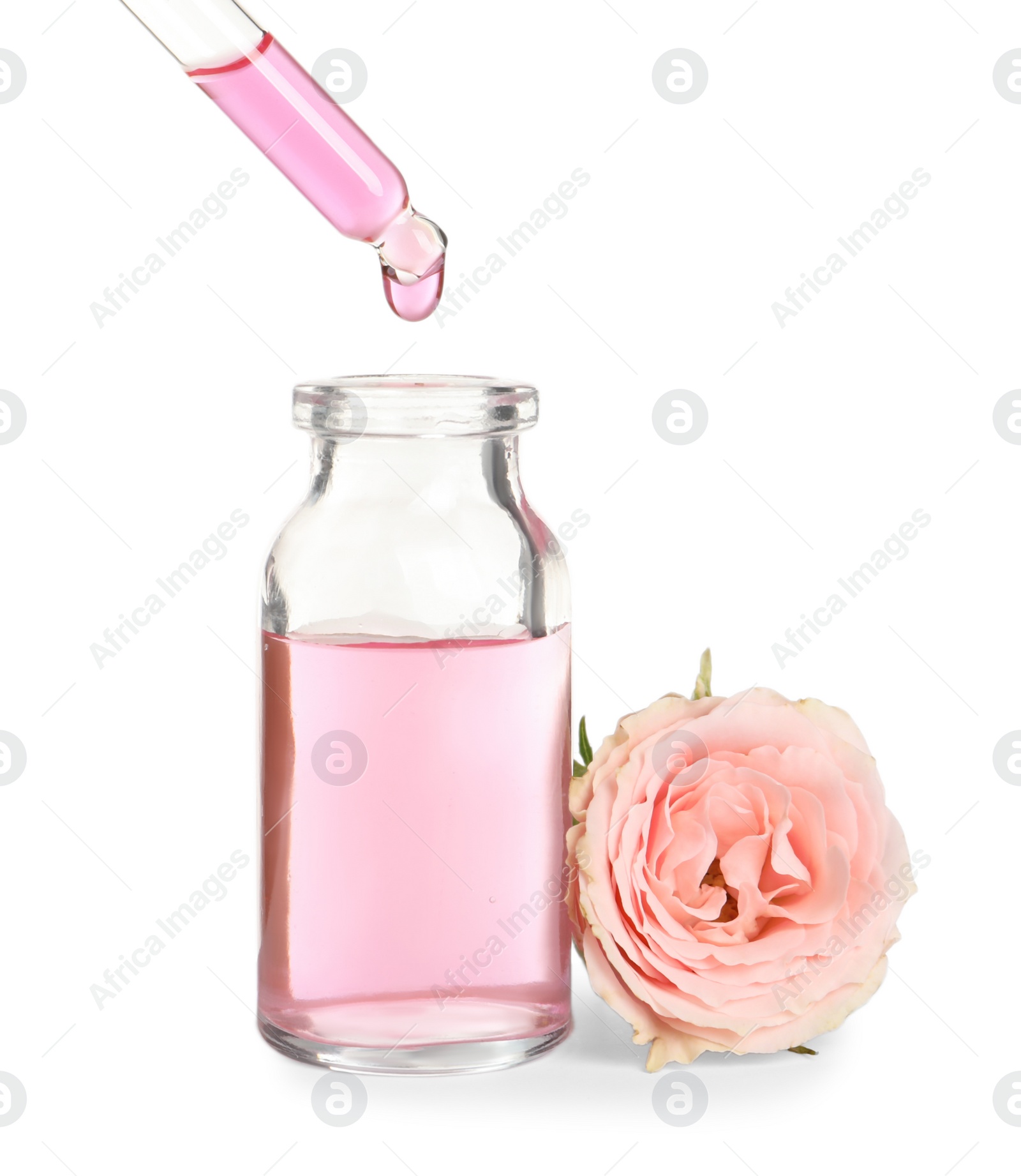 Photo of Dripping rose essential oil from pipette into bottle and flower isolated on white