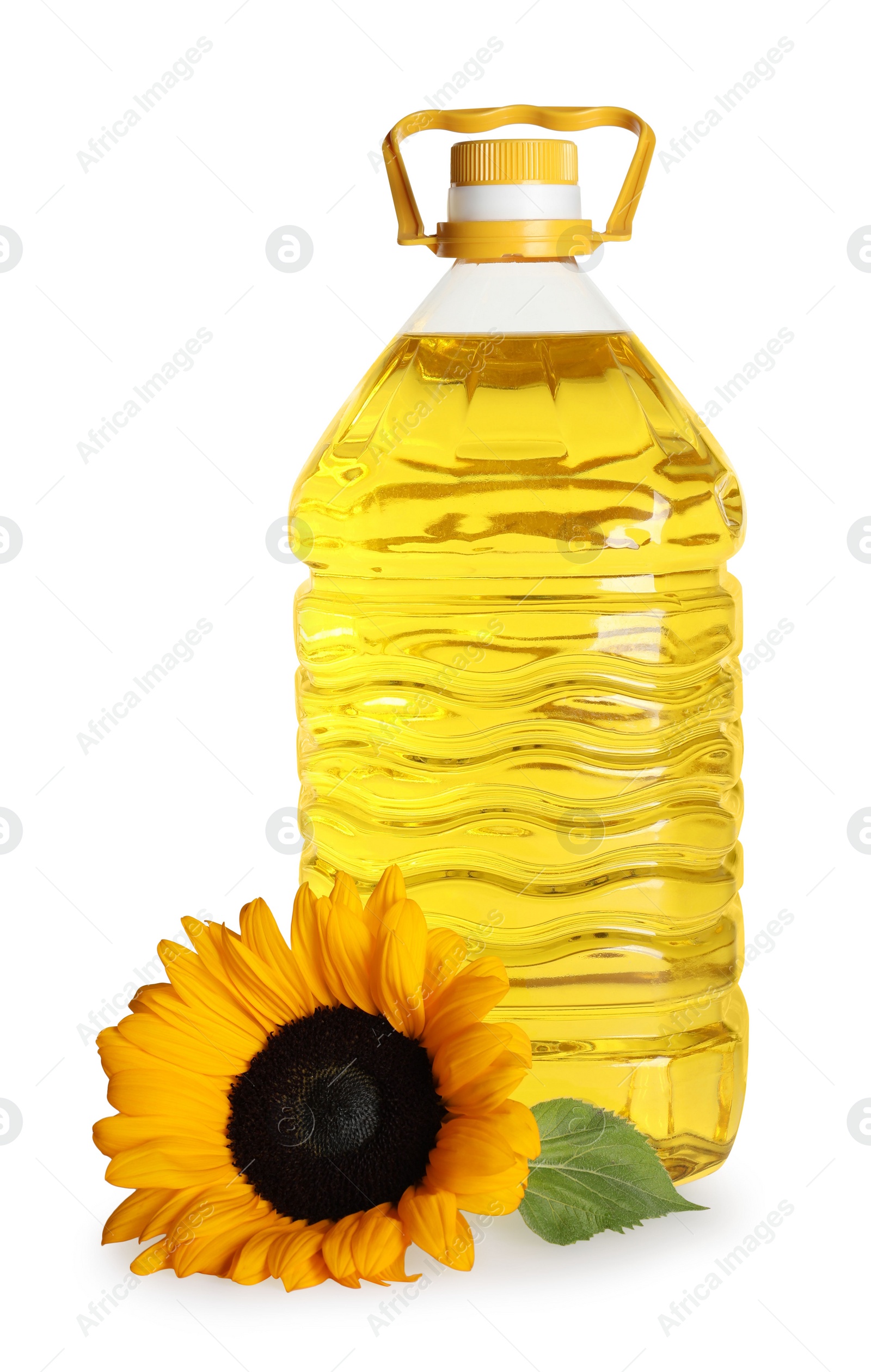 Photo of Sunflower cooking oil and yellow flower on white background