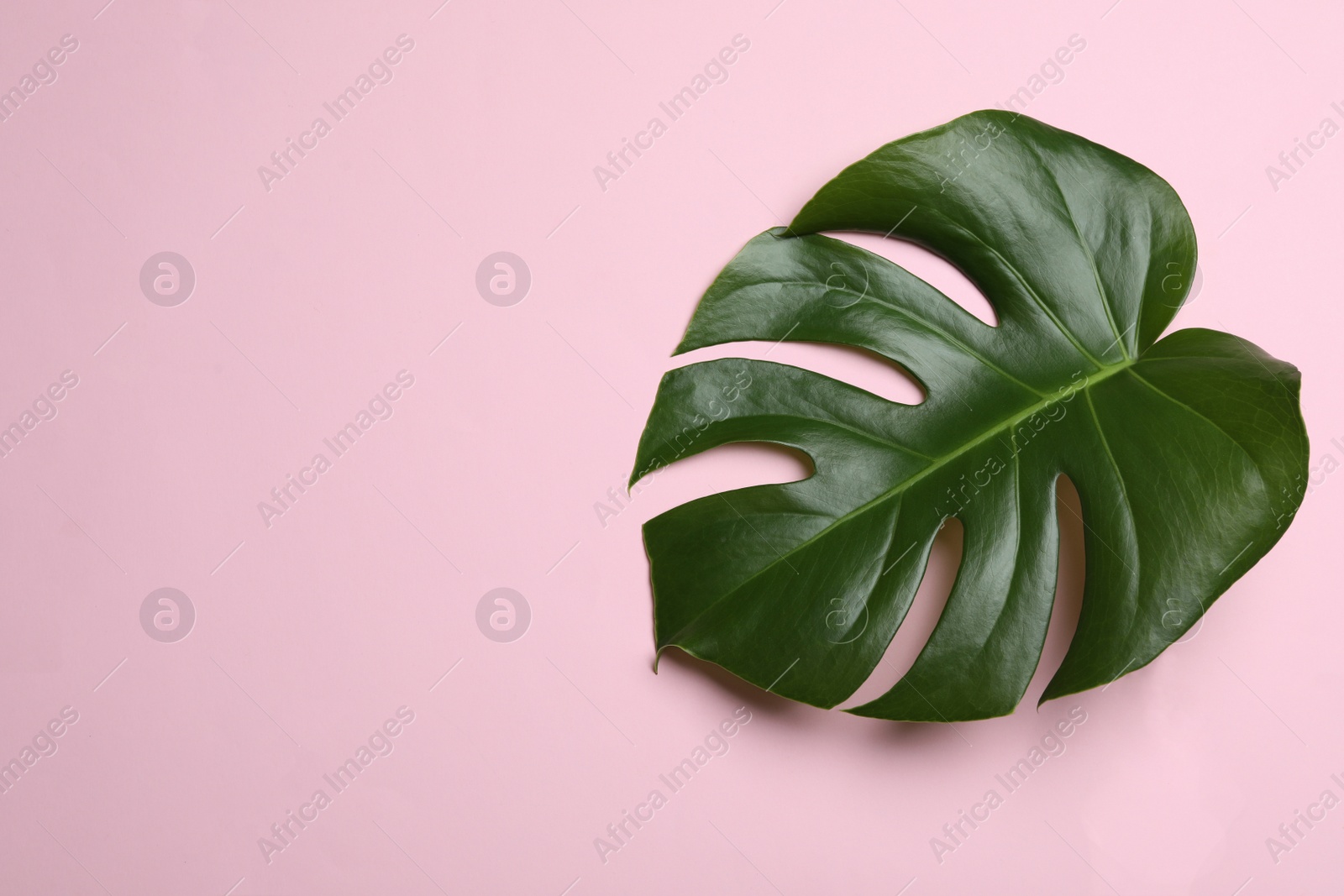 Photo of Leaf of tropical monstera plant on color background, top view with space for text