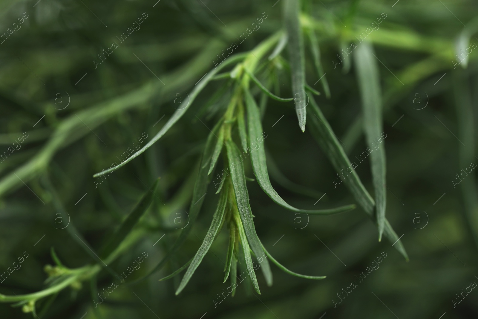 Photo of Fresh tarragon sprigs on blurred background, closeup