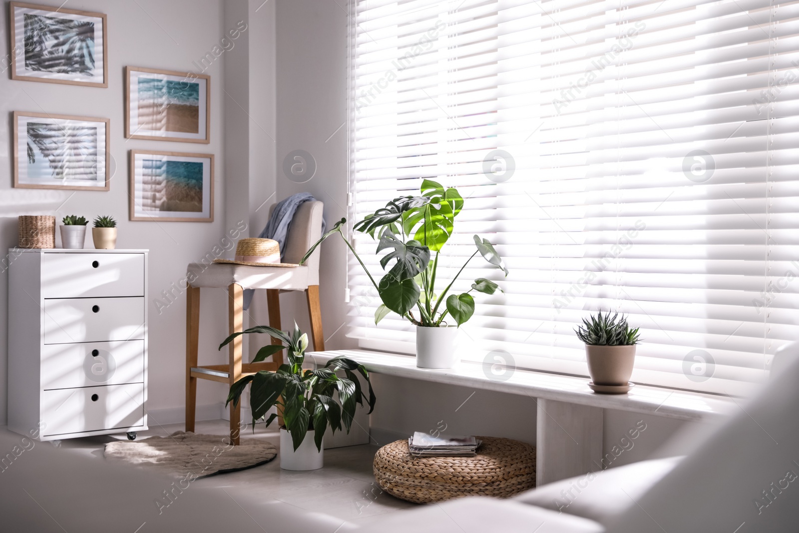 Photo of Beautiful potted plants on window sill at home