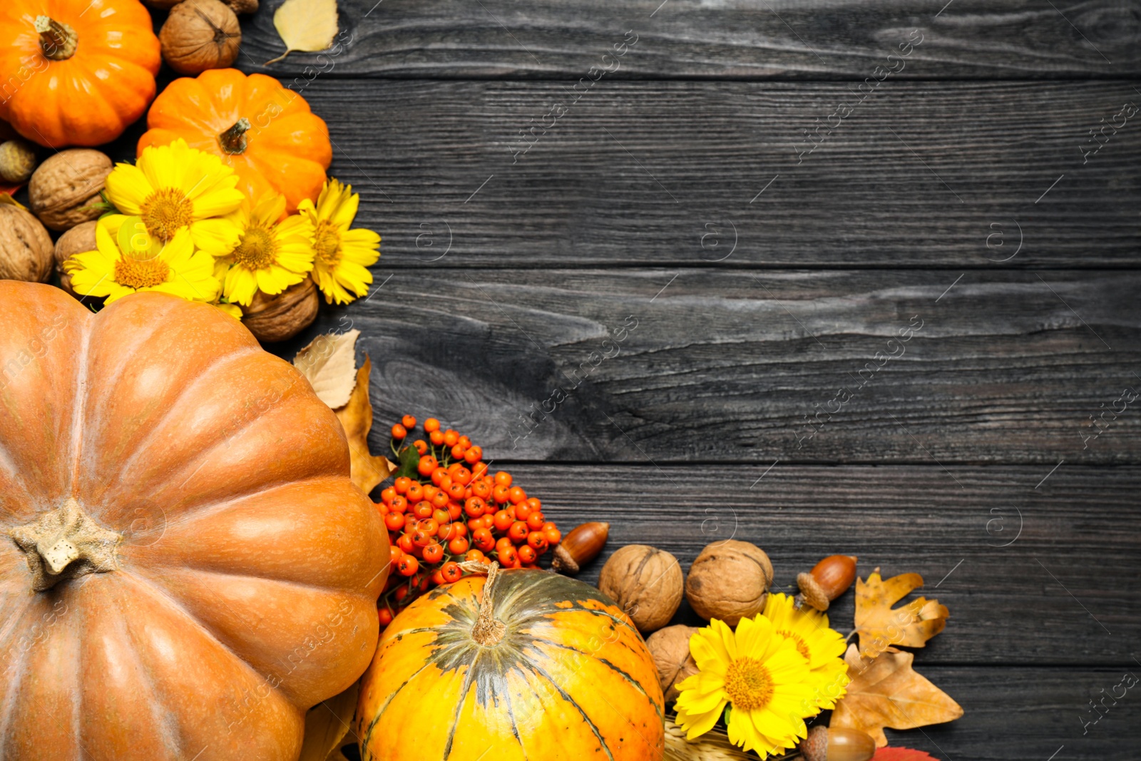 Photo of Flat lay composition with ripe pumpkins and autumn leaves on black wooden table, space for text. Happy Thanksgiving day