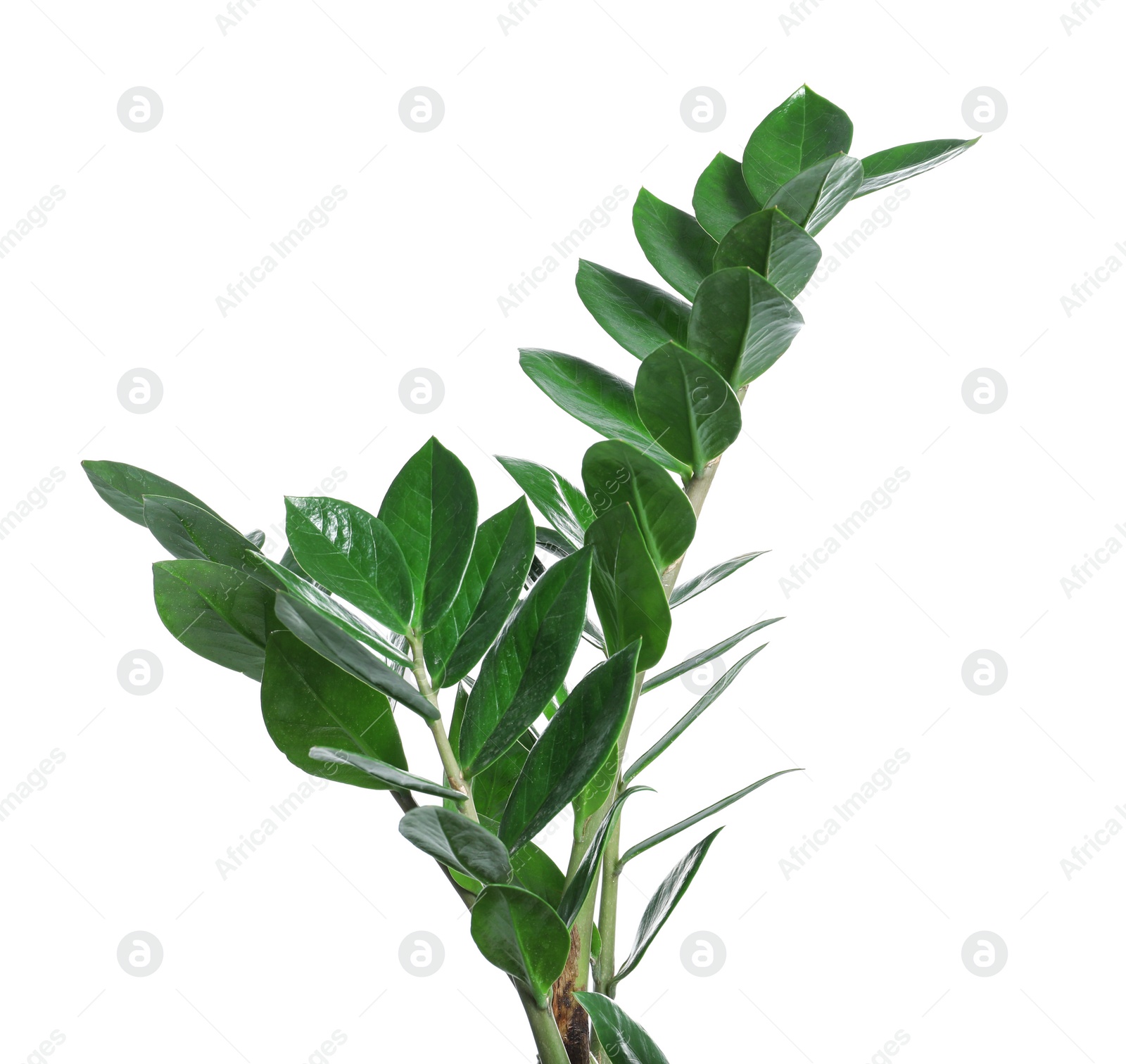 Photo of Tropical Zamioculcas leaves isolated on white