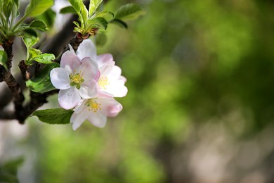 Photo of Closeup view of blossoming tree with white flowers outdoors