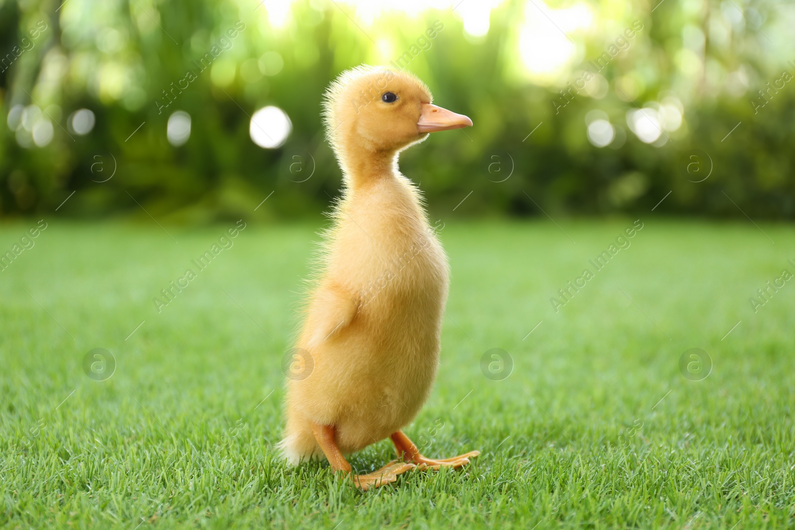 Photo of Cute fluffy baby duckling on green grass outdoors