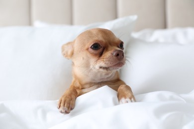 Photo of Cute Chihuahua dog under blanket at home