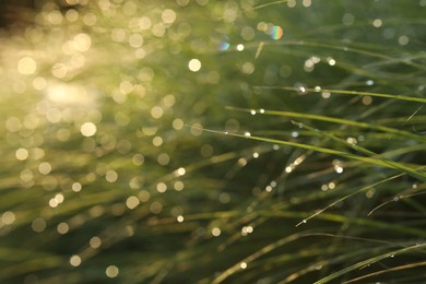 Photo of Lush green grass covered with dew drops on sunny day