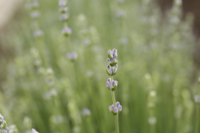 Photo of Closeup view of beautiful lavender growing in field