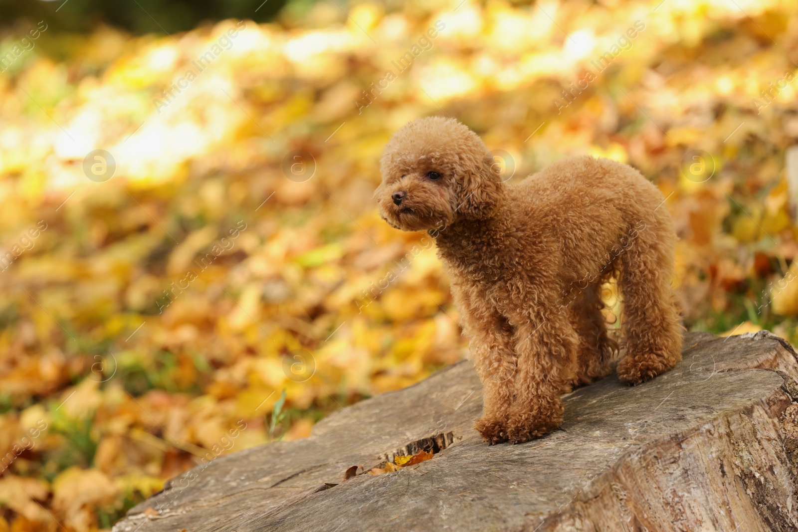 Cute Maltipoo dog on tree stump in autumn park, space for text Photo of Cute Maltipoo dog on tree stump in autumn park, space for text