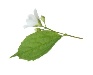 Photo of Branch of jasmine flower, buds and leaf isolated on white