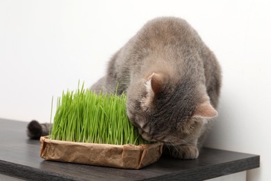 Photo of Cute cat and fresh green grass on wooden desk near white wall indoors