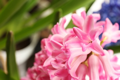 Photo of Closeup view of beautiful spring hyacinth flowers