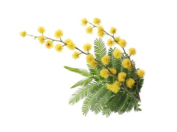Photo of Beautiful mimosa branch with yellow flowers on white background