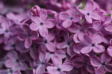 Photo of Closeup view of beautiful blossoming lilac as background